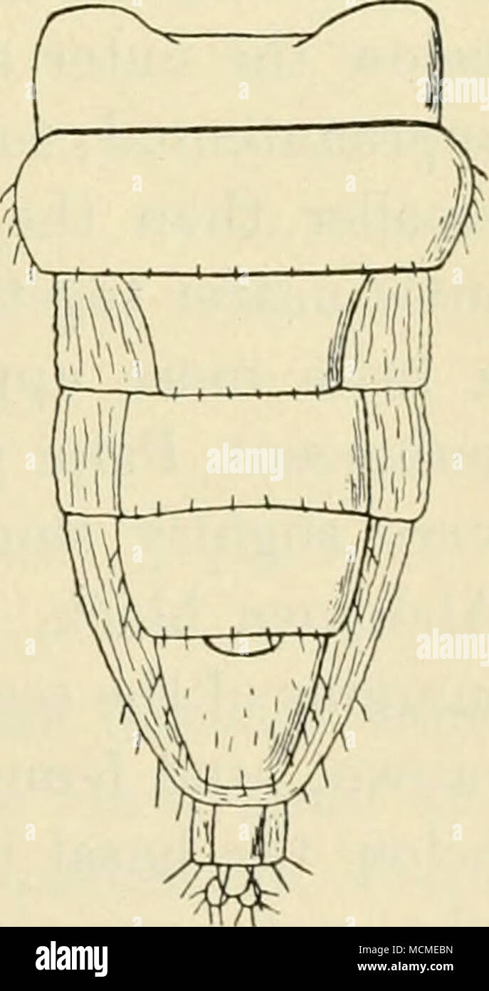 . Abb. 115. A. pygmaea $, Bauch. Unter Obs. Ver. V, 1919, 187), dass pygmaea und branchyneiira Ei. müssen unterschiedliche Arten, wie die weibliche brachyneiira zeigt nicht die neugierigen Verengung der Stockfoto