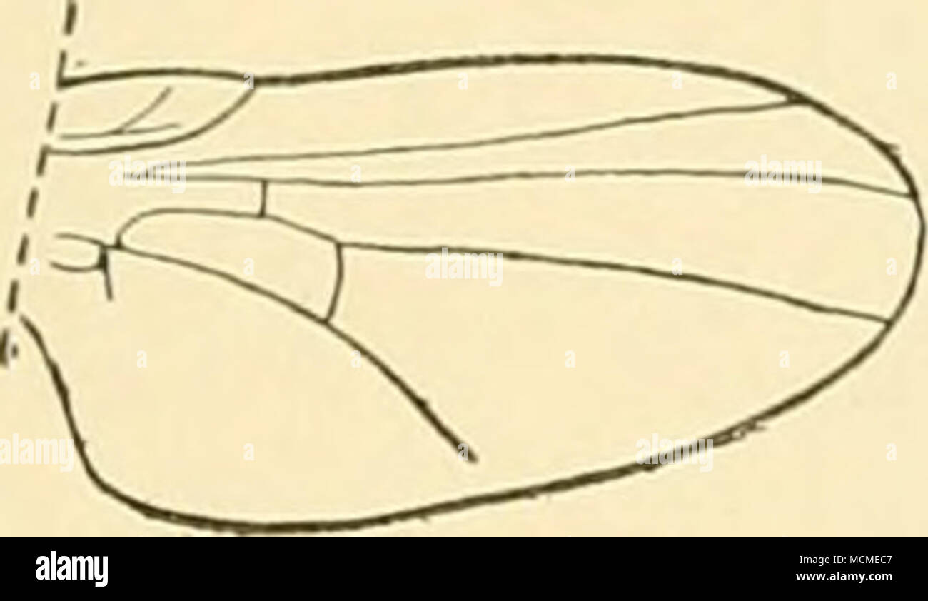 . Abb. 30. Ayromyza Coi, n. sp., Flügel. Abdomen alle schwarz gekleidet mit kurzen Borsten. Größe. 1 -^ mm. Städte und Gemeinden. Seychellen. Silhouette: in der Nähe von Mont Pot-a-Eau, über 1500 ft., VIII. 1908. Mahe: Cascade Immobilien, etwa 1000 ft. 54. Candidipennis Agromyza, n. sp. Dies ist ein vollständig schwarz glänzenden Insekt mit deutlich milchige Flügeln. Kopf (PL 16, Abb. 21). Vertex- und Frons ganz schwarz, eher scheint; die frontale Dreieck mehr Glanz mit seiner Basis etwa die Hälfte der Abstand zwischen den Augen, mit einem spitzen Ende, an den Seiten leicht konkav, es erstreckt sich über zwei Drittel des Weges vom Scheitelpunkt t Stockfoto