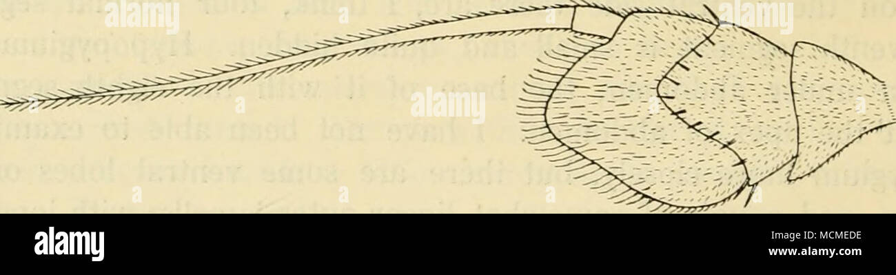. Abb., 130. Antenne von T. ruficornis d" von der Innenseite. X120. Von einer getrockneten Objekt. oben, die Haare unten weiß oder gelblich. Antennen rötlich oder bräunlich rot, der zweite und der dritte gemeinsame dunkleren Braun über und an der Spitze. Thorax grünlich blau oder aeneous bis kupferfarben, dunkel olivbraun pruinose,^ Girschner sagt (111. Zeitschr. fiir Jm. 1897, 558) über Thinophilus: "Das fachertragende Plåttchen spitz"; in der ruficornis, die nur Arten, die ich untersucht habe, finde ich es klein, aber nicht hingewiesen. Girschner sagt nichts über die sehr kurzen Fransen, die so kurz ist, dass Zetterstedt von sagt Stockfoto