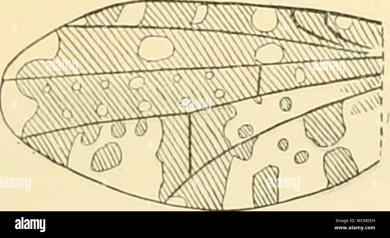 . Abb. 6. Sapromyza perpunetata, n. sp., Flügel. Vordere femora mit den üblichen möglich abwärtskompatibel - Richtet die obere Reihe der Borsten und eine unterhalb der Zeile, so Lang. Die mittlere tibiae haben eine feine terminal Wirbelsäule Neben den preapical Borsten. Abdomen. Bräunlich-schwarz wie den Thorax. Auf jeder distalen und proximalen Rand ist eine zentrale dreieckige blassen Fleck, das proximale sind die grösseren; Der apices dieser Treffen im Falle der zweiten Segment und fast in die anderen treffen, damit diese Reihe von Spots Formen einer unterbrochenen Mittellinie: Auf dem distalen Rand jedes Segment gibt es auch eine Reihe von blassen ci Stockfoto