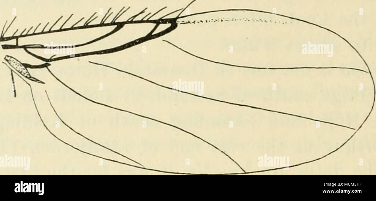 . Abb. 48. Flügel der S. nudipalpis ich^. Und keine dichten; vierte Vene Ausstellung über das Ende der Gabel. Hal-teres weißlich. Frau. Ähnlich; Palpen schmaler mit mehr zahlreiche lange Borsten; antennal Arista mehr Pubertierende. Länge 1,6 zu 2 mm. S. nudipalpis in Dänemark scheint selten zu sein; Ermelund, Ørholm, holte und Hejls südlich von Kolding (Th. Mortensen, der Autor); in allen fünf Männer und zwei Frauen, die Termine sind "/e-^7 io. Geographische Verteilung: - Europa in Österreich; es scheint nicht zu Nördlich von Dänemark, 4 bekannt sein. Truplieoneura Malloch. Arten von klein bis mittelgroß. Frons broade Stockfoto