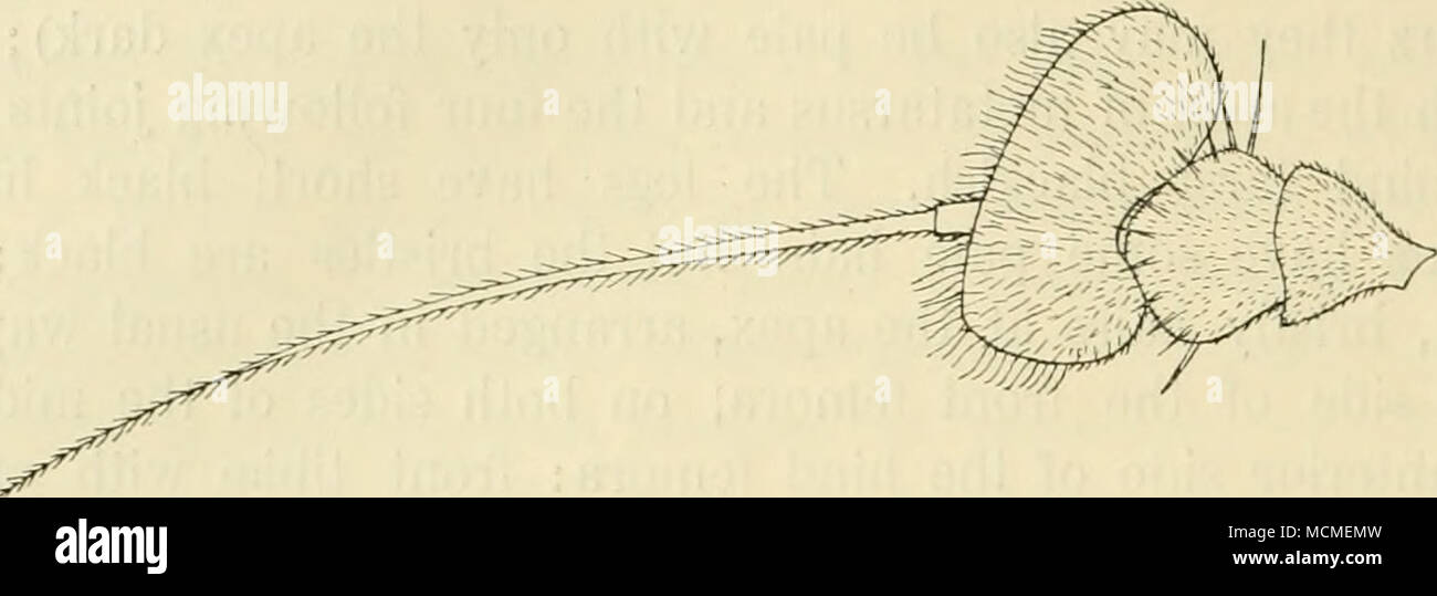 . Abb. 69. Antenne von C. laesus d, von innen. X HO. mit zwei oder drei weiße prothoracic Borsten. Abdomen cyaneous Blau, nur an den Flanken dunkelgrün; es ist mit kurzen, schwarzen Haaren bekleidet, und hat kurze hindmarginal Borsten, nur ein wenig mehr auf das erste Segment. Venter grün, mit Schwärzlich oder braune Haare. Beine schwarz, coxa Coxa vorne etwas grau, grau-weißen pruinose vorher, manchmal ein wenig bräunlich an der Spitze, und die trochanter ein wenig blass; femora etwas metallisch grün leuchtend, die Knie gelblich oder die Hinterbeine Knie bräunlich; tibiae und tarsi Schwärzlichen oder Bräunlichen Stockfoto
