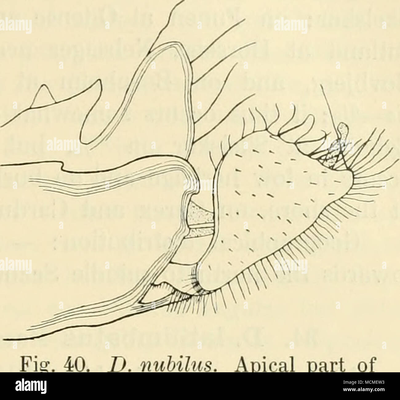 . D. nubilus. Apikaler Teil der hypopygium. ein wenig mehr auf das erste Segment. Venter grünlich grau, leicht blasse Schwarzhaarige. Hypopygium nicht lange, aber aeneous somevvhat Robuste, schwarz, grau pruinose; achte Segment mit schwarzen Haaren; die hinteren ventralen Lappen neugierig sind, sind sie nicht lang, aber breit, produeed nach unten und über dreieckige, und Sie haben einige Haare; auch der Mittlere ventralen Lappen sind pro-gesehnt, und sind dünn, aber so weit ich sehen konnte sie nicht sym-metricai, die Linke, länger und einer anderen Form als die rechts; die inneren Lamellen sind lang, so lang wie die äußeren, bisschen Stockfoto