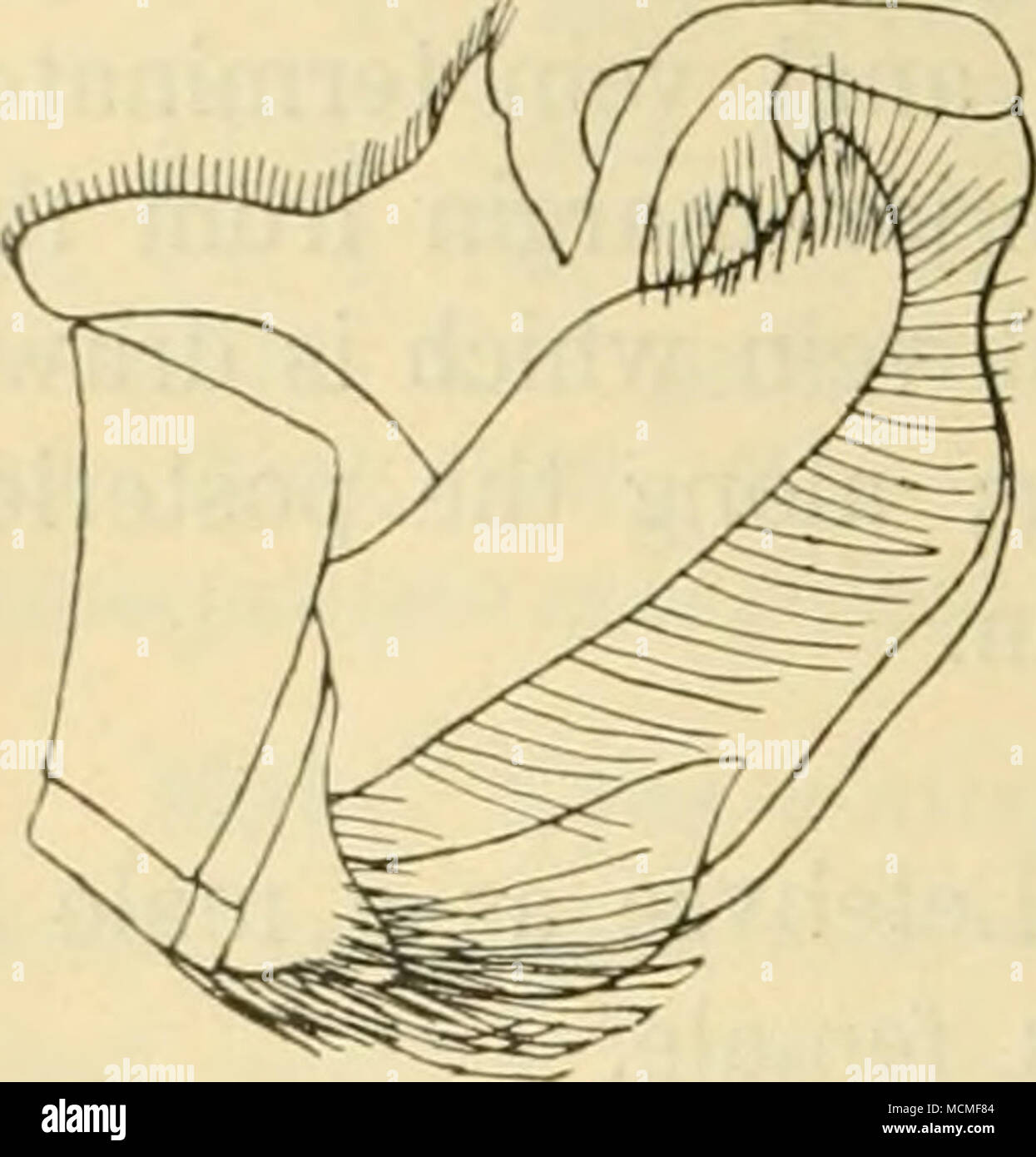 . 40 brachycera Orthorrhapha. postalar alle schwarz; über und hinter