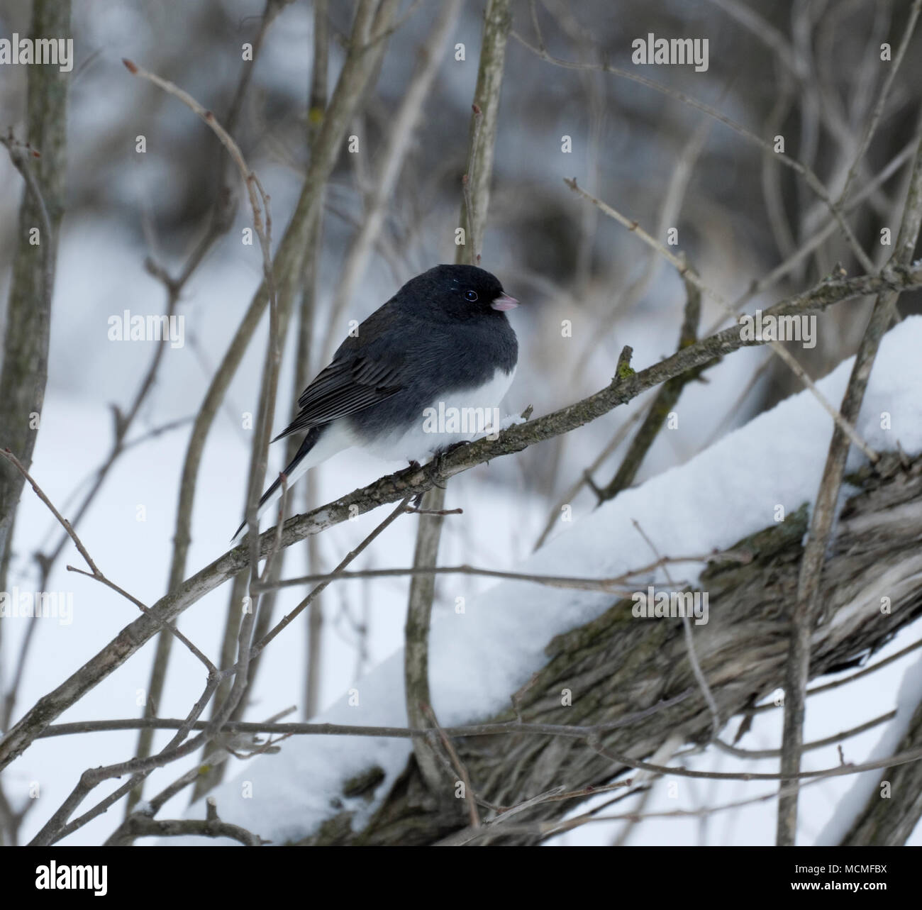 Schiefer farbige, gemeinsame Variation der Dark Eyed Junco, Junco hyemalis, thront auf Niederlassung im Schnee Stockfoto