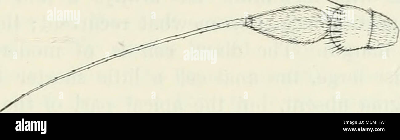 . Abb. 83. Antenne von L. flavipes. X80. Antennen sind in der Nähe von einander eingesetzt, über oder in der Mitte; sie sind fünf verbunden, die basale Gelenke sind kurz, die erste zylindrisch, die zweite Fast kugelförmigen; die dritte gemeinsame ist etwas länglich, konisch angestellter und komprimiert; es endet mit einem langen, zwei Überlappten, apikal Arista, die erste gemeinsame ist sehr kurz. Epistoma ist hoch und sehr schmal, oder [sphenoptera) nicht vorhanden, die Augen hier berühren. Es gibt keine entwickelt Hängebacken, die Augen ganz im Mund Aperture. Der Rüssel ist kurz, gerade erst aus dem apert erreichen. Stockfoto