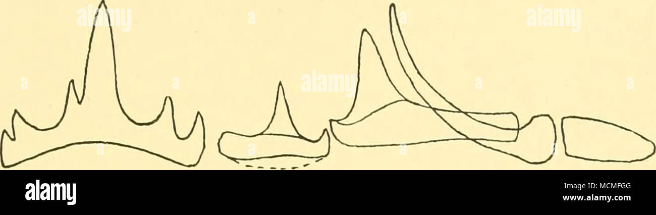 . Abb. 8. Vitreledonella translucida. Radula. Über J der Armlänge. Den Mantel-Aperture ist breit, der Trichter kurz und stämmig. Es enthält eine gut entwickelte Trichter - Orgel in der gleichen Form wie die von V. richardi, aber unterschiedliche in Sonstige Funktionen (Abb. 7 und Joubin, 1924, Pi. vi., Abb. 5). Es gibt sieben Filamente in der äußeren demibranch. Die innere demi-Zweig ist nicht vorhanden wie in V. richordi. Die radida (Abb. 8). Joubin der Abbildung von V. richardi ist nicht wie die von Translucida, außer in allgemeinen Plan. Der mittlere Zahn translucida ist deutlich asymmetrisch, und es gibt eine Octopm-Mke. ser Stockfoto