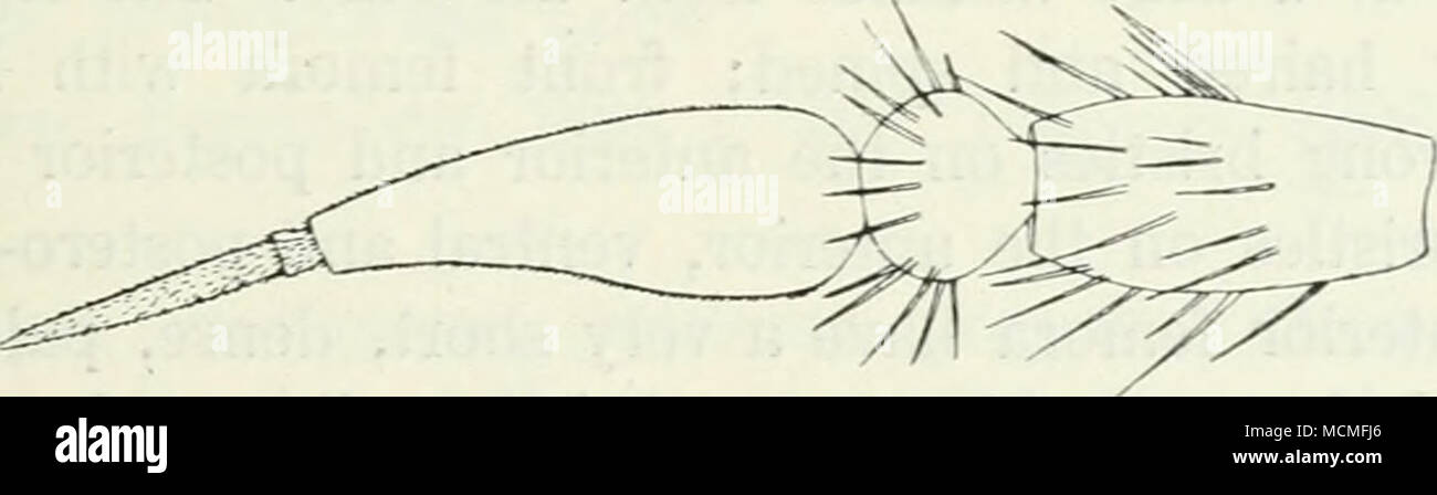 . Abb. 42. Antenne der E.Tessellata. X50, Kopf hoch, Taster, schwarz, mit langen, schwarzen Haaren. Antennen schwarz, solange der Kopf, die erste gemeinsame etwa doppelt so lang wie der zweite; die zwei ersten Gelenke gräulich, mit etwas lange, schwarze Haare. Thorax mehr oder weniger grau oder bräunlich, mit drei bräunlich schwarz Streifen, der Median etwas schmal und kurz hinter; weiter gibt es einen 9. Stockfoto