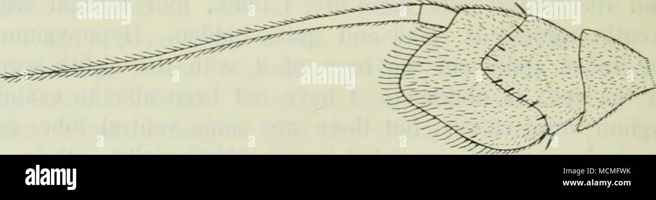 . Abb. 130. Antenne von T. ruficornis d" von der Innenseite. X120. Von einer getrockneten Objekt. oben, die Haare unten weiß oder gelblich. Antennen rötlich oder bräunlich rot, der zweite und der dritte gemeinsame dunkleren Braun über und an der Spitze. Thorax grünlich blau oder aeneous bis kupferfarben, dunkel olivbraun pruinose. 1 Girschner sagt (III. Zeitschr. fiir Jm. 1897, 55 s) über Thinophilus: "Das fachertragende Plattchen spitz"; in der ruficornis, die nur Arten, die ich untersucht habe, finde ich es klein, aber nicht hingewiesen. Girschner sagt nichts über die sehr kurzen Fransen, die so kurz ist, dass Zetterstedt sagt Stockfoto