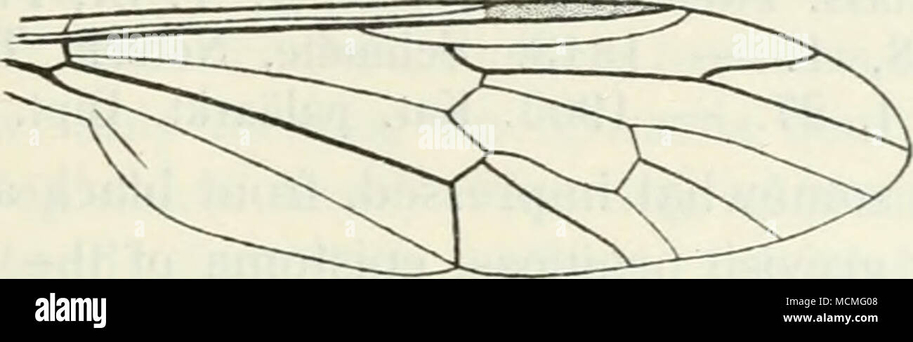 . Abb. 28. Flügel der X ater. Der Mund Teile sind kleine, bestehend aus liookformed, nicht thooted. Kiefer, und mehr scaleformed maxillae mit kleinen Taster. Die thorakale Segmente auf der Rückenseite, rotbraun, stark chitinised, auf das dritte Segment manchmal das chitinising Formen nur seitliche Platten. Das letzte Segment abgerundet wird, etwas bauchiger, trägt es den Anus auf der ventralen Seite als Längs- Spaltung zwischen ein paar geschwollene Lippen; Die Lippen sind durch ein Rundschreiben Groove mit kleinen Stacheln umgeben, von jeder Seite, von denen eine ähnliche, v-siiaped Groove erstreckt. Auf der dorsalen s Stockfoto