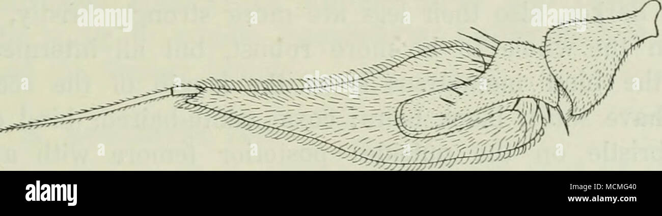 . Abb. 84. Antenne von S. pallipes cS, von innen. X 75. Palpen grau. Hinterhauptbein grün, grau, pruinose postocular Borsten schwarz oben, weiß unten. Antennen schwarz, lang, mehr als doppelt so lang wie der Kopf, dritten gemeinsamen Lancet - wie, eine etwas lange gedämpft, Stockfoto