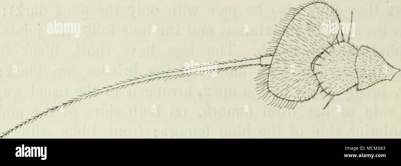 . Abb. 69. Antenne von C. laesiis d" von der Innenseite. X HO. mit zwei oder drei weiße prothoracic Borsten. Abdomen cyaneous Blau, nur an den Flanken dunkelgrün; es ist mit kurzen, schwarzen Haaren bekleidet, und hat kurze hindmarginal Borsten, nur ein wenig mehr auf das erste Segment. Venter grün, mit Schwärzlich oder braune Haare. Beine schwarz, coxse etwas Grau, vorderen coxse Grauweiß pruinose vorher, manchmal ein wenig bräunlich an der Spitze, und die trochanter ein wenig blass; femora etwas metallisch grün leuchtend, die Knie gelblich oder die Hinterbeine Knie bräunlich; tibiae und tarsi Schwärzlich oder Stockfoto
