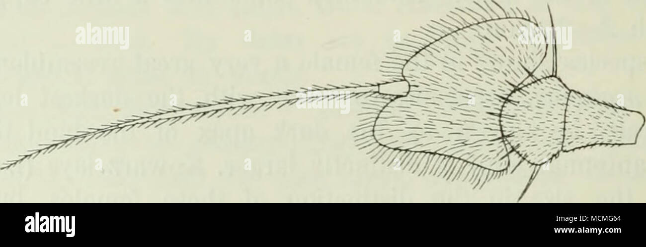 . Abb. 68. Antenne von C. pulchellus cf, von außen. X125. oben, Gelb unten. Antennen schwarz, erste gemeinsame etwas dünn, dritte gemeinsame große, etwas dreieckig mit den oberen Rand konvex, und ein wenig Spitz, etwa so breit wie lang. Thorax Golden Green, mit dem hinteren Teil und das scutellum bläulich grün, leicht pruinose, strahlend. Pleura grünlich, grau; pruinose propleura mit ein paar blassen prothoracic Borsten. Bauch grün, bekleidet mit kurzen, schwarz Stockfoto