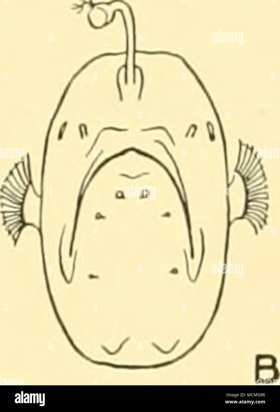 . Abb. 44. Strichzeichnungen von Cryptosparas couesii mit Angabe der Lage der papillen in der Haut. A. in der Seitenansicht. B. in der Vorderansicht, (x) Mancalias uranoscopus (Giinther, 1878). Regan, T.c. S. 37, Text-Bild. 21. Str. 293. 24. viii. 27. 4° 18' 15" N, 16° 51' 00" W. Junge - Fischen mit Schleppnetzen, 100-120 (-0) m.: 2 spezi-mens, 28-30 mm. 28. X.25. 13° 25' N, 18° 22' W.4I m .net, horizontal, 900 (-0) m.: ich Muster, 70 mm. Hab. Atlantik; Hawaiianischen Inseln. Mancalias tentaculatus, n. sp. Str. 114. 12. xi. 26. 52° 25' 00" N, 9° 50' 00" E 45 m .net, horizontal, 650-700 m.: ich Muster, 110 m Stockfoto