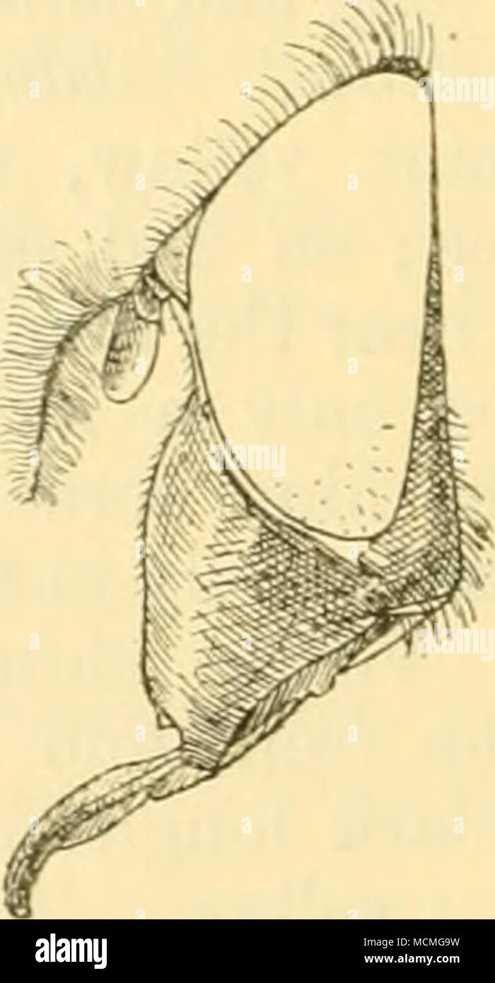 . Abb. 33. Volucella lividiventris, Brun., Leiter i.e. Profil. S $. Sehr in der Nähe von ruficauda, aber deutlich. Die Haare auf der Brust- dorsum ist deutlich grev, die Büschel Haare auf dem Scheitelpunkt gräulich-weiß, während die Venter hat den 2. und 3. Segmente fahlen Grau mit unicolorous Haar. Ein Bündel von grauen Haaren ist auf jedem der beiden basalen Abdominal- Segmente an den Seiten gefunden, und das Stockfoto