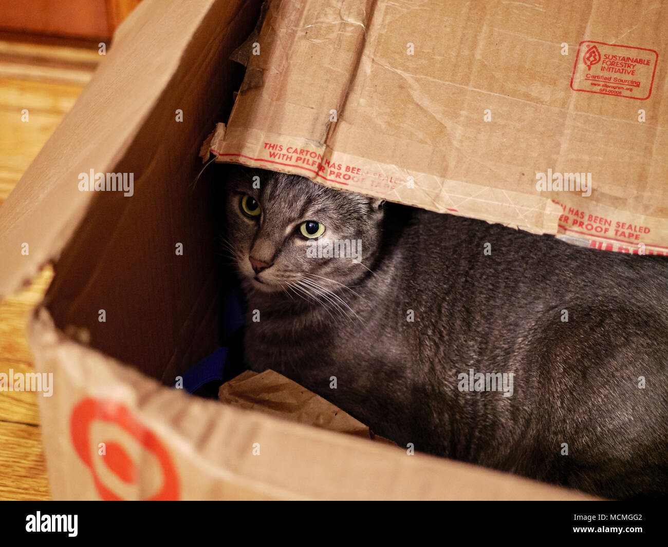 Grau tabby Katze in einem Karton. Stockfoto