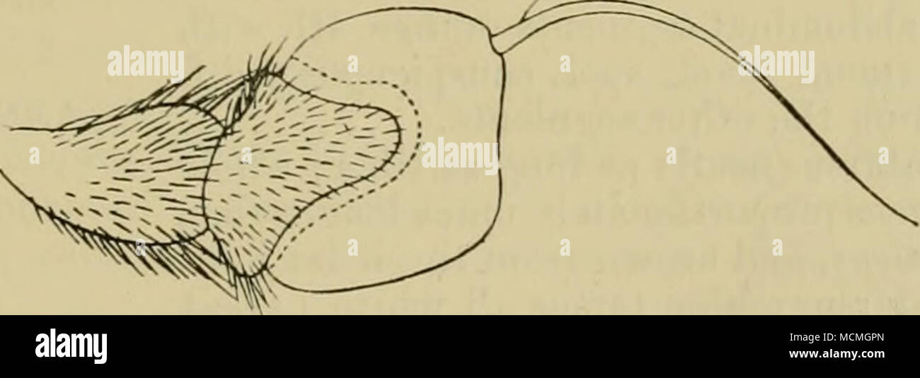 . Abb. - Ich. - l'/ccficus, anteima, Innenseite. Durch einen Daumen - wie Verlängerung; * 3. Gemeinsamen kurz und breit, arista sehr dünn; Kopf gerundet; Augen in J nur annähernd und Tor nur eine kurze Strecke; her. ital Dreieck aufgeblasen. Thorax und Abdomen wie in Sargus, aber vielleicht weniger Pubertierende; Genitalien in 6 eher groß und kostenlos. Flügel; anterior Kreuz - vein genau an der Spitze der prjefurea; t posterioren cross-Ader gelegentlich abwesend oder gescheiterten (Austral!!^). Bereich. Zentral- und Südasien, Japan, Orient, Süd Atrica, Madagaskar, Nord-, Mittel- und Südamerika. * Mit seltenen Ausnahmen, nach Willi. t Stockfoto