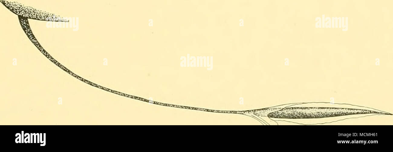 . Abb. 25. Idiacanthtis barhel von Niger. (X i|.) Macrostomias longibarbatus, Brauer. Brauer, 1902, Zool. Anz. XXV, S. 283; "tiefsee-fische Voldivia', S. 52, Pi. iii, Abb. 2. Str. 281. 12. viii. 27. 00° 46' 00" N, 5° 49' 15" E. Jungfische Schleppnetze, 850-950 (-0) m.: ich Muster, 95 mm. Hab. Atlantik und dem Indischen Ozean. Stomias ferox, Reinhardt, 1842. Ege, 1918, Rep. Dänische Ozean. Exped. (1908-10), n. A, 4., S. 3. 10. X25. 41° 37' 15" N, 12° 30' 20" W 2 m. tow-net, horizontal, 900 (-0) m.: ich Muster, 88 mm. Hab. North Atlantic. Stomias affinis Glinther. Gunther, 1887, Deep-Sea F Stockfoto
