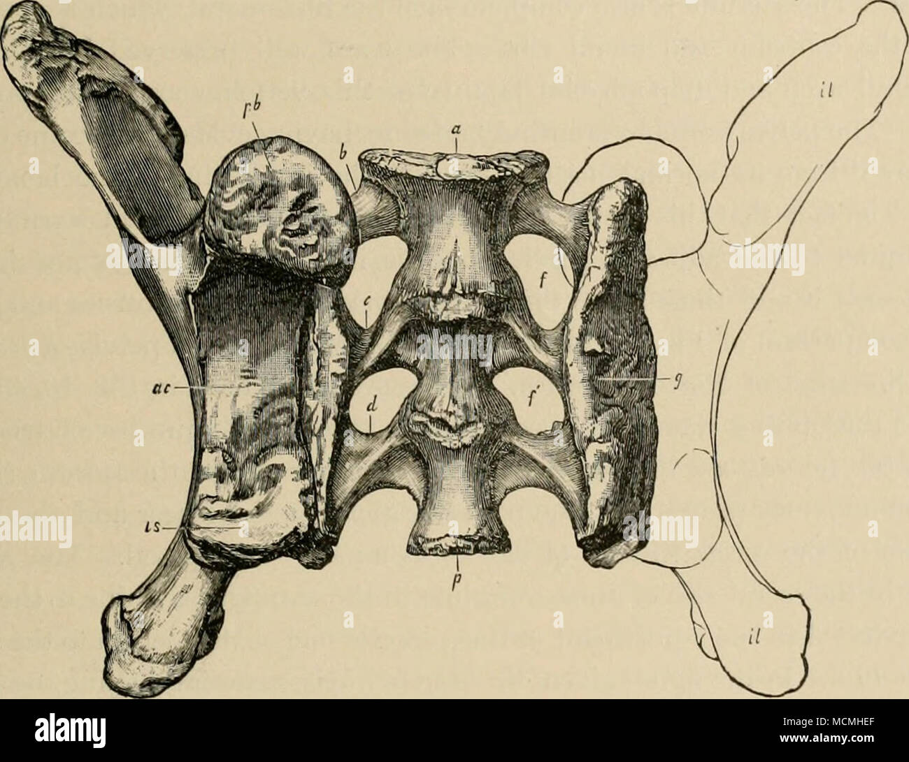 . FiCJ. 10. Sacnim und Ilium von Diplodocus longus Marsh; von unten gesehen. Mit anterior und pos-terior Enden von Sacrum vertauscht, jjft, imliic Prozess; ist, ischiac Prozess; ac, acetabulum; b, c, d, sakralen Rippen; /, /", steingrab. Ein Zehntel in natürlicher Größe. Nach Maish. Mit sehr rugose Oberfläche. Dies wurde in Nr. 84 und in den USA Mu-seum Skelett. Die vierte Sakral. - lungenseuche - zentrale Hohlräume nicht so tief und Centrum weniger Con- Inferiorly als in den drei i) schwinden die wahre sacrals. Ziemlich lange und starke sakrale Rippen Feder auf beiden Seiten der Centrum und Vereinen durch Naht mit Stockfoto