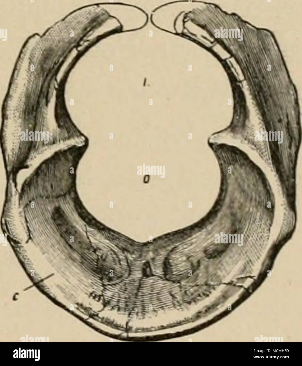 . Abb. T. Atlas der Diplodocus longus; Seitenansicht; ein Halt