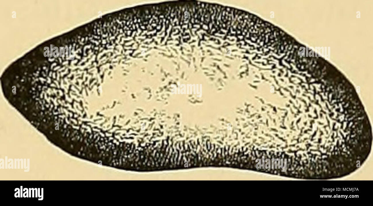 . ^^S FiGUEE 106. âSection des humerus von Dinoceras mirabile, Marsh (Nr. 1215); in der Nähe von proximalen Ende Abbildung 107. âSection des humerus von Dinoceras mirabile (so. 1208); unterhalb der Mitte. Botli Zahlen sind ein - fourtli natürliche Größe. Messungen des humerus in vier Personen von Dinoceras sind wie folgt: Messungen des linken Humerus. [Dinoceras mirabile^ Nr. 1245.) m. Gesamtlänge der Oberarmknochen,.... . . - - - .655 Antero-posterioren Durchmesser von Kopf,. Durchmesser von ca. 0,085 Quer Kopf, .120 größten Durchmesser der proximalen Ende,-220 Mindestens antero-posterioren Durchmesser der Welle, --070 Mindestens quer Durchmesser o Stockfoto