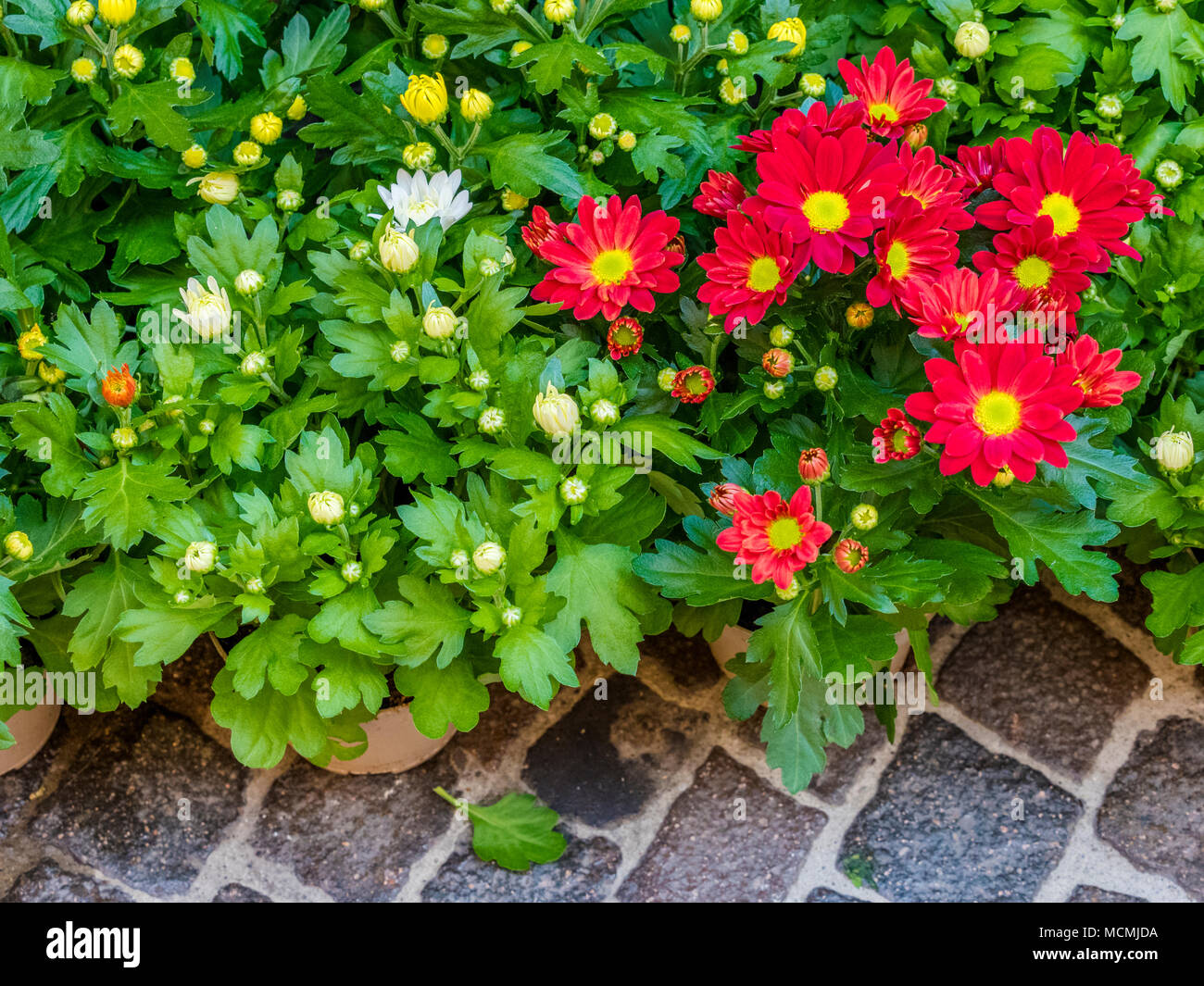 Stadt Orvieto in Umbrien, Italien Stockfoto