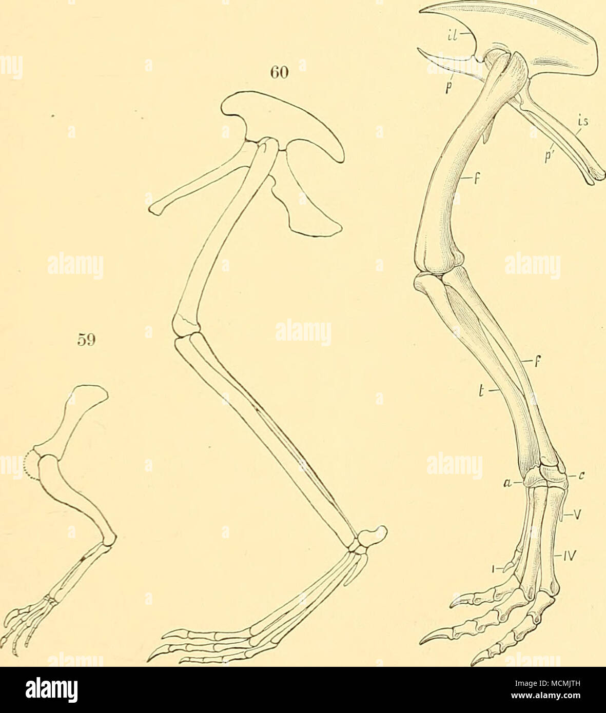 . Abb. 59 - Abbildung der linken Extremität von Hallopus victor Marsh; von links gesehen. Abb. 60.- Diagramm des linken hinteren Gliedmaßen der gleichen Person. Beide Zahlen sind Halb in natürlicher Größe. Abb. 61. linken Hinterbein von Laosaurus ctmsors Marsh; Blick von außen. Ein Sechstel natürliche Größe, ein. astragal: c, calcanenm;/. Femur;/', Fibel, il, Ilium - ist, sitzbein; p, pubis; p postpubis; (, Tibia, ICH, ES, T. ersten, vierten und fünften Ziffern. Die bestehenden Alligator, wie in Abb. 1 dargestellt. 57, dass das Schambein ausgeschlossen wird aus der Hüftpfanne artikulieren, mit dem sitzbein nur, und schon gar nicht mit dem Ilium. Die calcaneum, Stockfoto