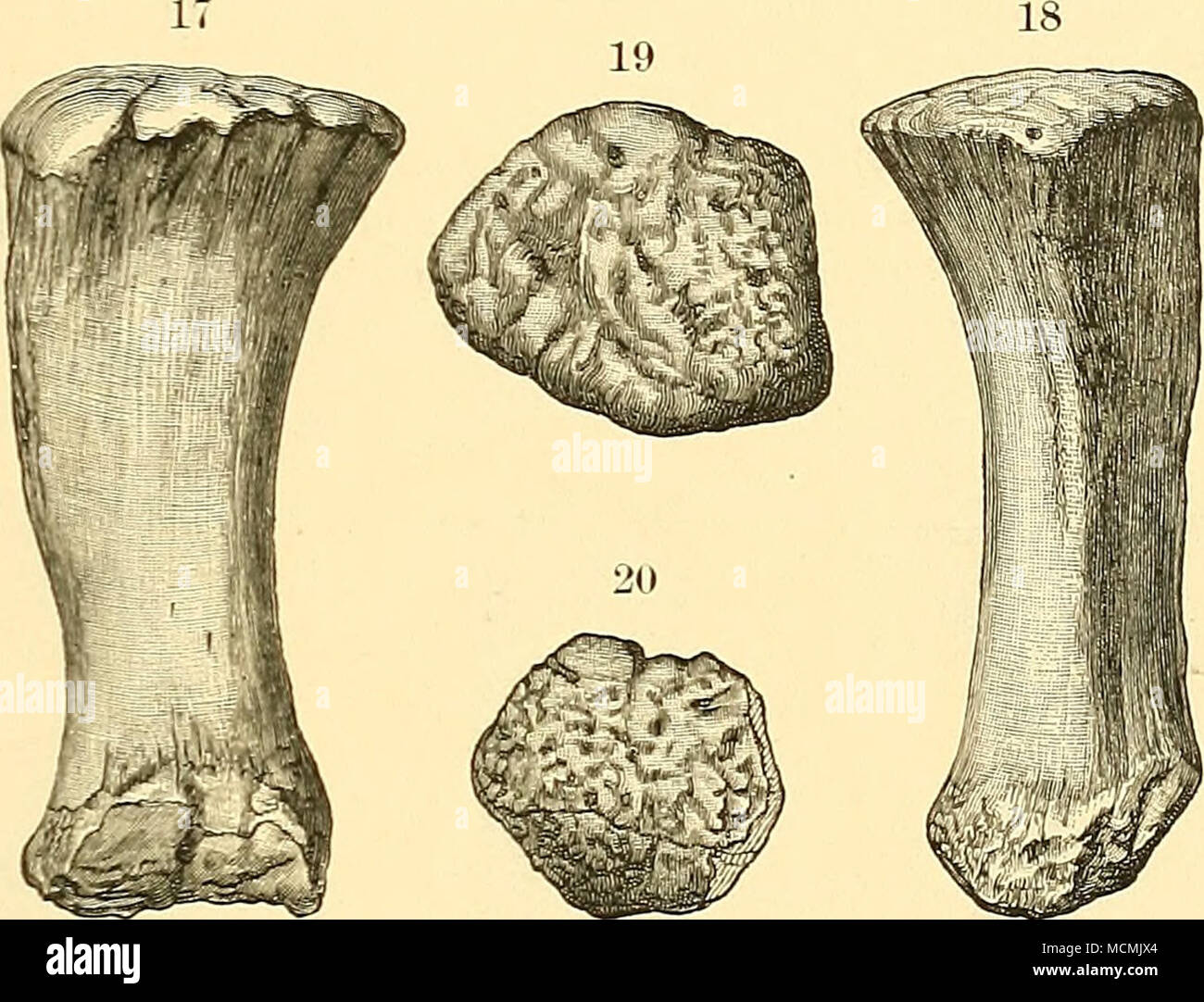 . Abb. 17. - Erste metacarpal der Brontosaurus amplus Marsh; Vorderansicht. Abb. 18.- Die gleiche "Knochen; von der Seite. Abb. 19.- proximalen Ende des gleichen. Abb. 20.- Das distale Ende des gleichen. Alle Zahlen sind ein Viertel in natürlicher Größe. Die hinterflügel Gliedmaßen. Die hinterflügel liinbs der Brontosaurus waren größer als die vor, und die Knochen wurden alle festen, somit im bemerkenswerten Gegensatz zu den Ele- mente der Wirbelsäule. Die Hinterfüße plantigrade waren, und hatte fünf leistungsstarke Ziffern. Die erste war sehr Stout, und seinem Terminal phalanx, gezeigt in Abbn. 21-23, unterstützt Eine starke Klaue. Wiederherstellung der BRONTOSAURUS. Plat Stockfoto