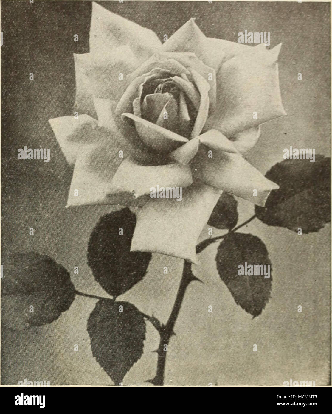 Mad. Abel Chatenay Mad. Jules Grolez Mad, Abel Chatenay Grand Neue  Perpetual-Blooming Rose Diese herrliche Rose ist einer der Besten seiner  Farbe - rosige Carmine, mit dunkler Schatten. Es ist bemerkenswert