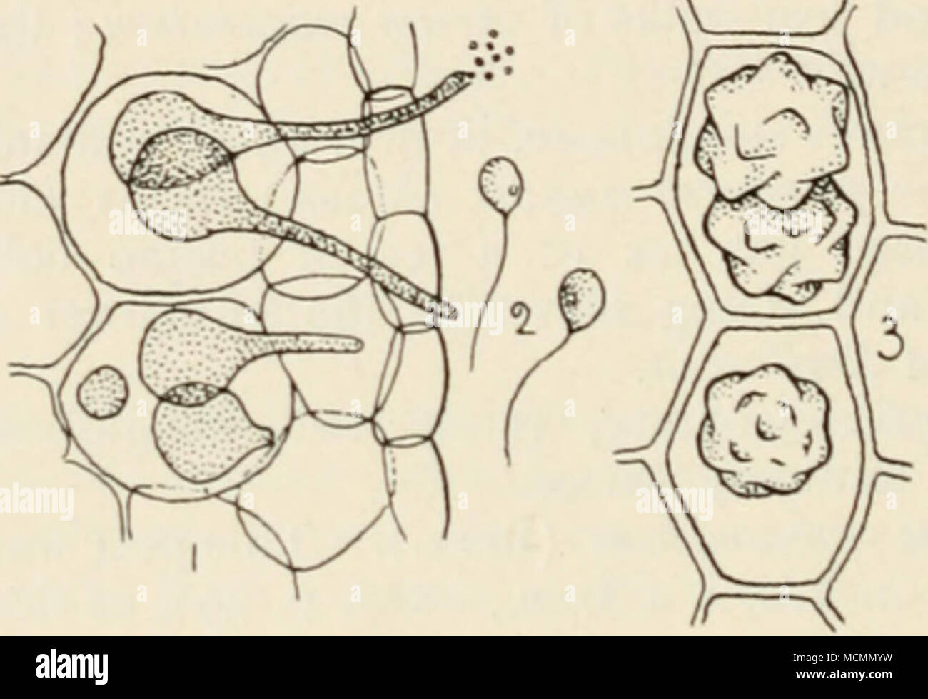 . Abb. 17.- Olpldiuni brassicae. Ich, zoosporangia in Zellen der Kohlblatt; 2, zoosporen; 3, Ruhe Sporen. Alle sehr mag. Von einem wissenschaftlichen Standpunkt dieser Pilz sollte erkannt werden aus der ähnliche Effekte produziert von Pythium de barya -?- tum (Hessen), obwohl die praktische vorbeugende Maßnahmen gleichmäßig auf beide Schädlinge gelten. Viel Sonnenlicht, und das Fehlen von überschüssige Feuchtigkeit im Boden und in der Luft sind die einzige praktische Hilfsmittel. Wo die Krankheit hat sich gezeigt wird, ist ein Hinweis darauf, dass die Lokalität zu feucht ist. Woronin, Pringsh. Jahrb. (1878), S. 557. Olpidium hmnae (Schrot). Dieser Parasit ist m Stockfoto