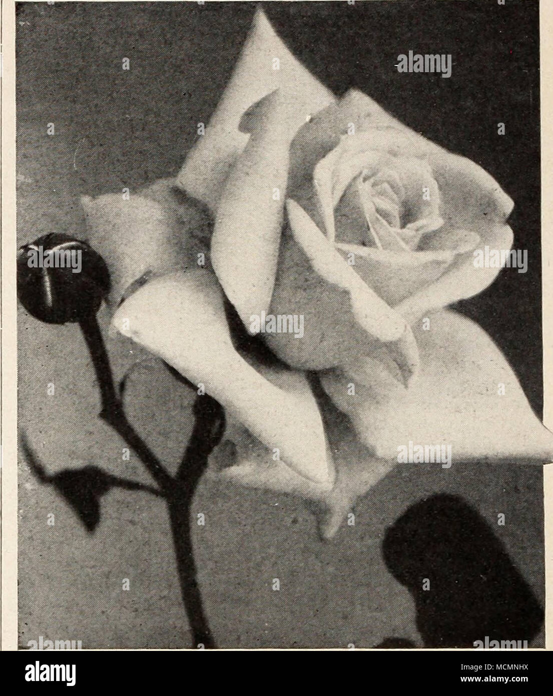 . Perle des Jardins Rose MAD. E. DURANTHON. Die Farbe ist cit-Ron-gelb, mit hellen roten Zentrum, zart Blended. MADAME HONORE DEFRESNE. Diese herrliche Vielfalt ist für seine reine goldgelbe Blüten, die groß sind, volle notiert haben, und doppelklicken. Frau Hoste die Farbe dieser Sorte ist weich, leicht Kanarische Inseln - Gelb, Vertiefung in der Mitte der reinen Goldgelb, schön mit hellem Gelb gespült. Rand- und Rückwärtsgang der Blütenblätter creme-weiß. MME. JEAN SISLEY. Dies ist eine feine Auswahl für Friedhof einpflanzen, voll und Doppel-, und in der Farbe reinweiß. Von großer Kraft und Widerstandsfähigkeit. MADAME JOSEPH SCHWARTZ Stockfoto