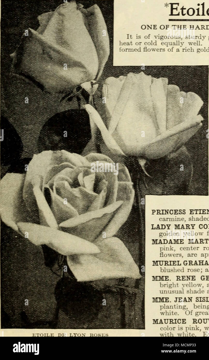 . ETOILE DE LTON TEE ROSEN, weiterhin verrückt. E. DXJRAirrHON. Die Farbe ist Citron-yel-niedrig, - "- Ith helle rote Zentrum, dehcately Blended. MADAME DE VATRY. Die Blumen sind eine reiche Crimson - Scharlach, hell und schön. MADAME JOSEPH SCHWARTZ. Blumen Reinweiß, gefärbt und schattigen mit hellgelben und Rosy erröten; xery voll und süß. MADAMF. WELCHE. Farbe einen herrlichen Schatten von Bernstein-gelb, Vertiefung in die Mitte zu Orange oder copperj^ Gelb, fein vernebelt mit hellem Purpurrot. MADAME MARGOTTIN. Dieses große und perfekt double Rose ist als großer Favorit. Die Farbe der Blumen, wli Stockfoto