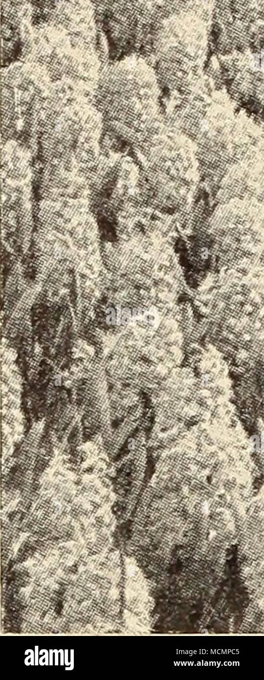 . Bett von DINGEE einzelne rote Rose Kardinal Wiseman. Rosa; enorme Spikes. Gertrude. Hell rosa rot. Sehr deutlich. Lord Macaulay. Helles Rot; extra große Spike. Moreno. Immense; tief rosa Spitzen. Früh. Norma. Schöne rosa; große und frühen. Robert Steiger. Crimson; die Besten seiner Farbe. Roi-des-Beigen. Crimson - Scharlach; kompakte. Einzelne weiße und scheue Alba superbissima. Reines Weiß; groß; früh. Baroness van Thuyll. Sand-Weiß. Große, herrliche Spike; frühe. Pracht ein merveille. Riesige Stacheln; rot-weiss. La Franchise. W7axy Weiß; große Glocken. L'Innocence. Reines Weiß; große Blütenstand. Ma Stockfoto