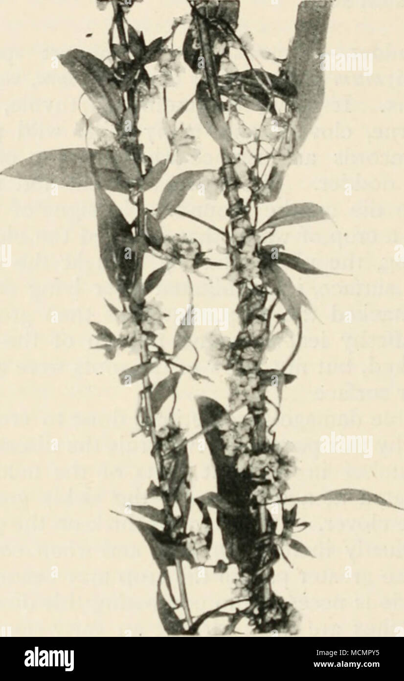 . Abb. Ii. - Teufelszwirn (Cuscuta (! ro" ovii), parasitäre auf einer Spezies von Als/er im Kcw Gärten. .'. Größe. und Widerrist innerhalb von achtundvierzig Stunden, und beim Wetter ist komplett in dieser Zeit zerstört. Eine Reihe von Experimenten bei Kew durchgeführt mit zwei Arten von dodder bewiesen, dass weder Kalzium Schwefelwasserstoff noch Calciumsulfat (Gips) hatte keine Auswirkungen auf die dodder, obwohl ganz mit dem Stoff bedeckt und feucht gehalten, für eine Woche. Teufelszwirn wird eingeführt in Form von Samen, Mi zu landen. Xcd Stockfoto
