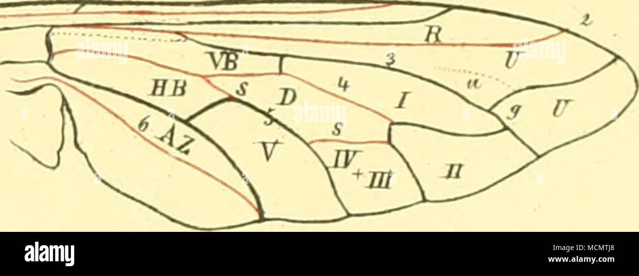 . B o m byl i u s. Stockfoto