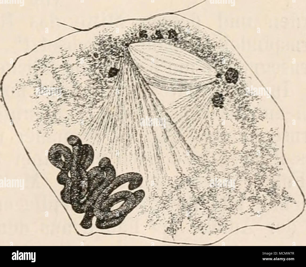 . Abb. 77. Abb. 78. Abb. 77. Sehematisehe Darstellung eines Kerns mit dem Polfeld, in welchem zwei Polkörperehen und die Spindel entstehen. / Flemming Taf. 39, Abb. 37. Abb. 78. Kern einer Samenmutterzelle von Salamandra maculata in Vorbereitung zur theilung. Anlage der Spindel zwischen den Polkörperchen Nummern-oper. / Hermann (VI. 29) Taf. 31, Abb. 7. ihrer Nähe befinden sich sterben Nummern-oper Polkörperchen, sterben jetzt weiter aus-einander rücken. In demselben Maasse nimmt zwischen ihnen sterben Spindel ein läge eine Ausdehnung und Deutlichkeit zu und zeigt sich aus zahlreichen, feinsten Fäserchen zusammen Stockfoto