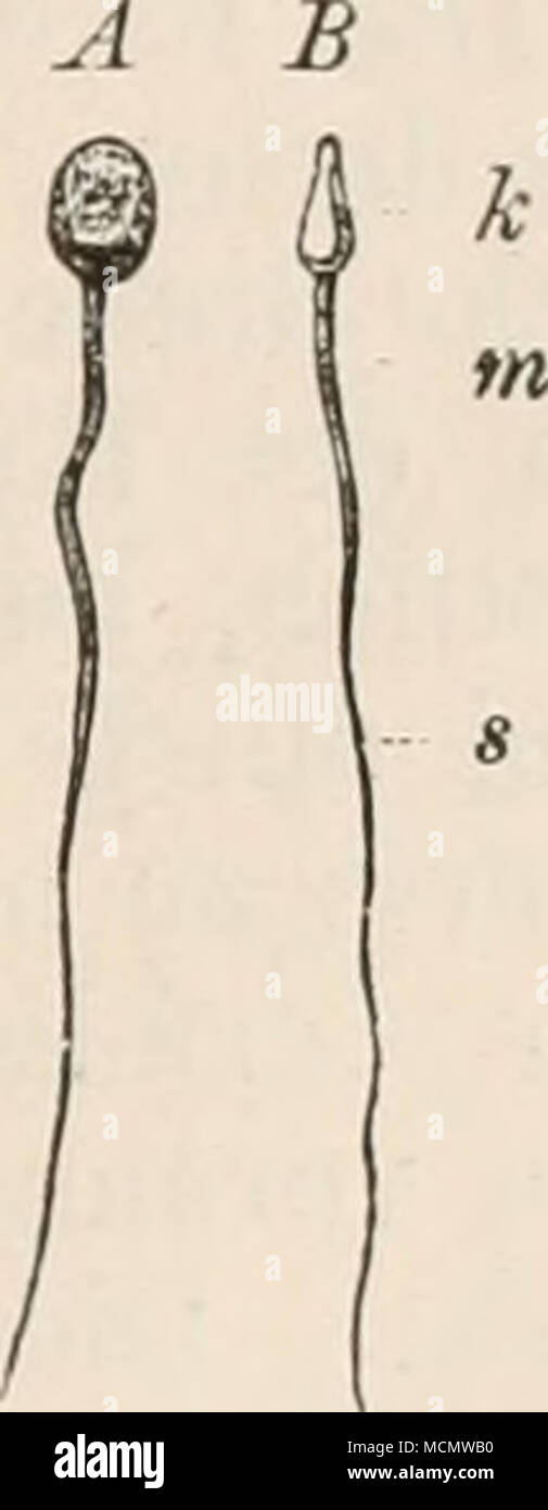 . Abb. 45. Abb. 44. Abb. 44. Ein euglena Viridis. Nacli Stein, n Kern, c Kontraktile Vakuole. 0 Pigmentfleck. B Hexamitus Inflatus. / Stein. C Chilomonas Paramaecium. / Bütschli. oe Cytostom. v Kontraktile Vakuole. n Kern. Aus R. Hertwig Abb. 130 - 132. Abb. 45. Reife Samenfäden des Menschen in zwei verschiedenen Ein-sichten. Dieselben bestehen aus Kopf (k Mittelstück {m) und Schwanz ("). Die Arbeitsleistung, welche sterben Flimmerorgane einzelliger Organismen bei der Fortbewegung halien derselben zu erfüllen, ist eine doppelte. Erstens muss durch ihre Thätigkeit der Zellkörper im Wasser schweb Stockfoto