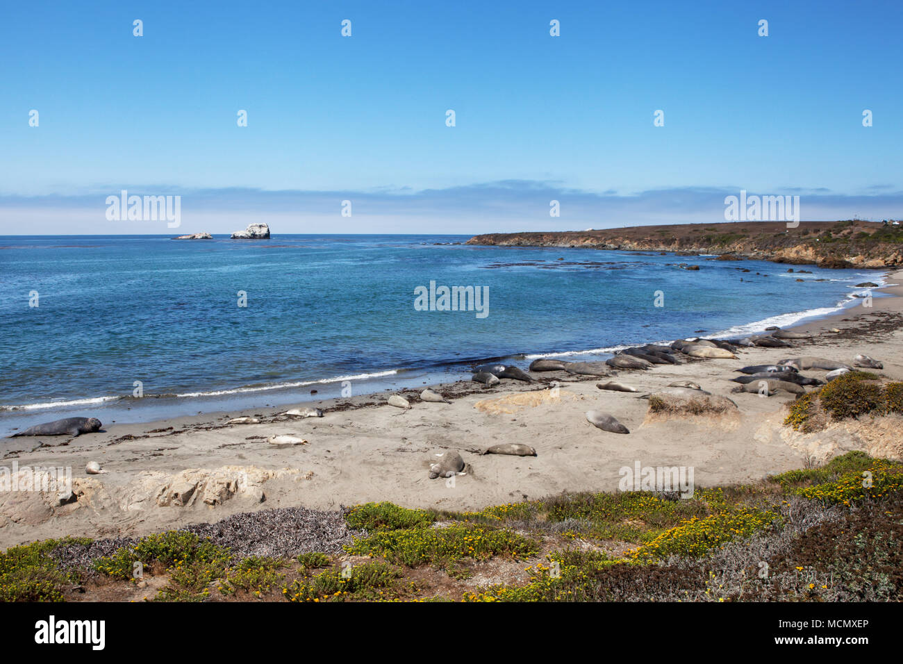 Ein sonniger Tag im Elephant robbekolonie am Strand von San Simeon, direkt am Highway 1, Kalifornien Pacific Coast, mit mehreren Dichtungen auf dem Sand Stockfoto