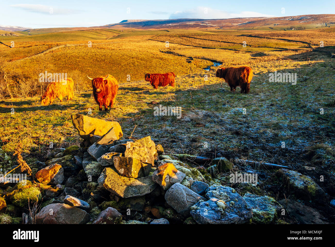 Highland Rinder über Catrigg Kraft in den Yorkshire Dales National Park, England, mit Brunnen fiel auf die Skyline Stockfoto