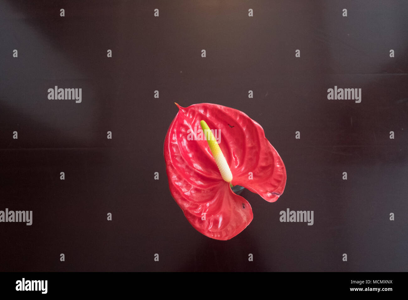 Santa Cruz de Tenerife; einen tropischen Anthurium oder Laceleaf Blume in einer Vase aus Glas in der Hotellobby. Stockfoto