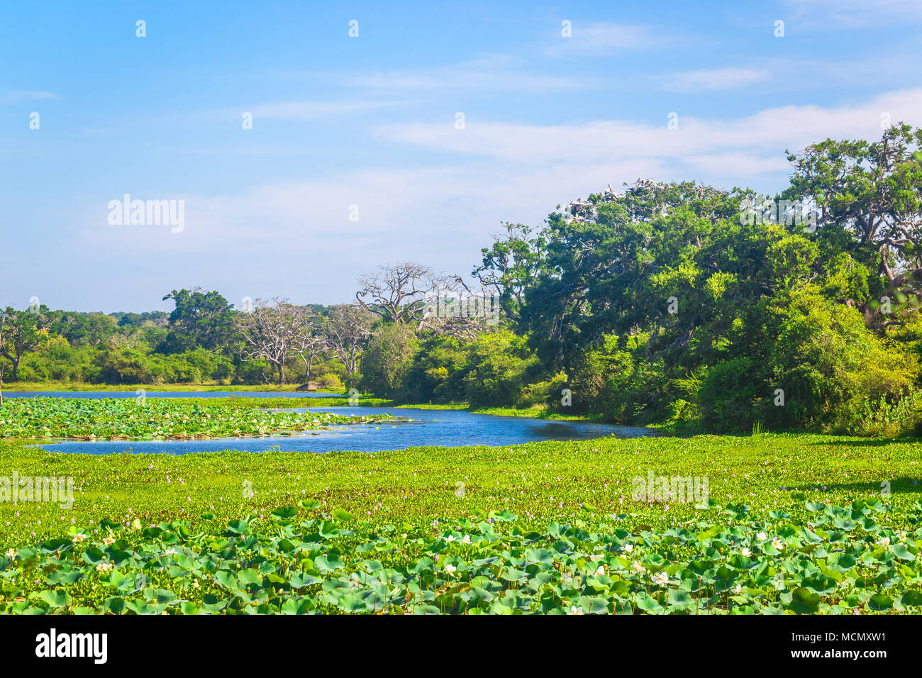Yala National Park, Sri Lanka, Asien. Stockfoto