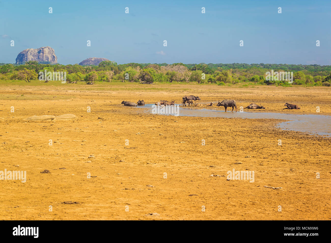 Yala National Park, Sri Lanka, Asien. Stockfoto