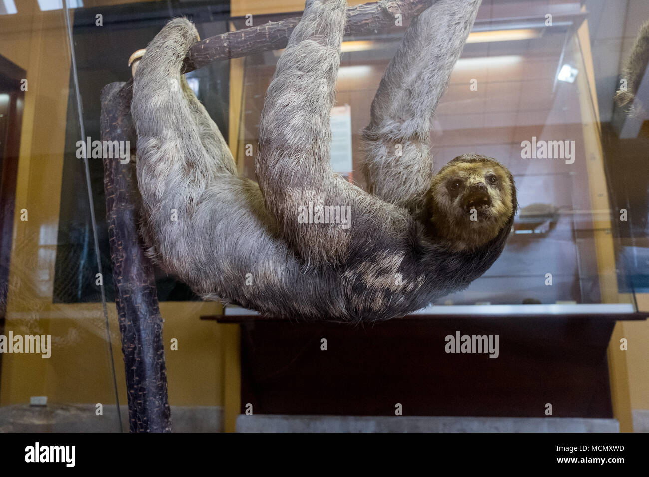 Der Eingang zum Instituto de Canarias Museum, La Laguna, Teneriffa. Stockfoto