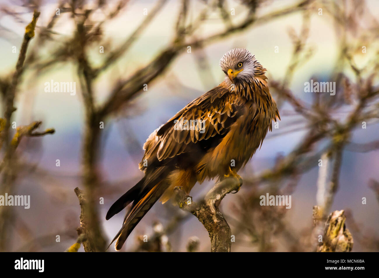 Fabelhaft rote Drachen in einem Baum in der Nähe von Cliveden, Buckinghamshire, UK sitzen Stockfoto