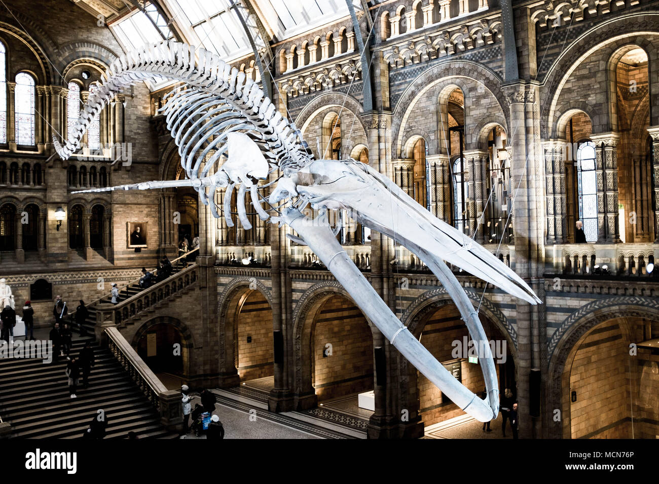London, Vereinigtes Königreich. 13. Dezember 2017. Blauwal Skelett in der Haupthalle des Natural History Museum in London Stockfoto