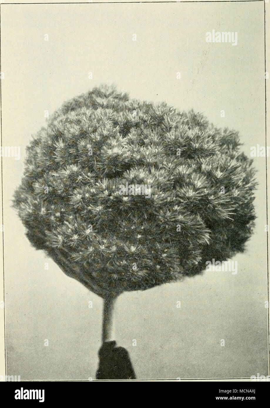 . Abb. 101. Hexenbesen auf Pinus siluestris.. (Aus: Die Kunstdenkmäler der deutschen dendrolog. Gesellschaft.) Stockfoto