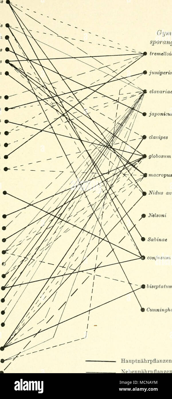 . Avis nidtis Sabinae confusum biseptaium Cunninghamianum Juniperus communis chinensis vtrgtntana scopulorum Sabina Chamaecyparis sphaeroidea Cupressus torulosa. Haiiptnährpflanzen Nebennähi - Pflanzen bei Versuchen wurden nur Spermogonien er-halten, oder Zusammenhang noch nicht sicher festgestellt. Stockfoto