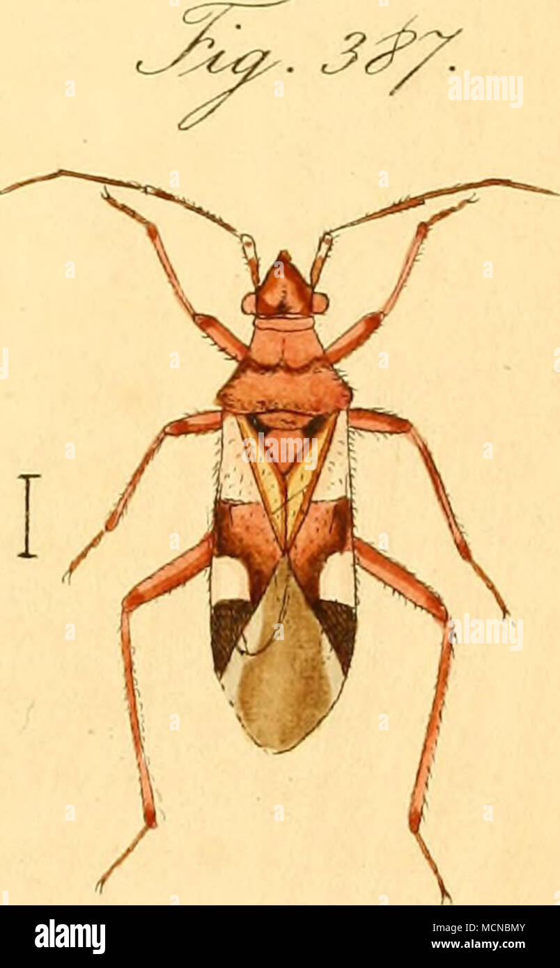 . ^ / -. 3a'. &Lt;^S^^^^^^^Z^^ eZ^^". o -^^-. Ji ^p^. C^. iC^^^/^^ - SSL-c^^t^^^^ Stockfoto