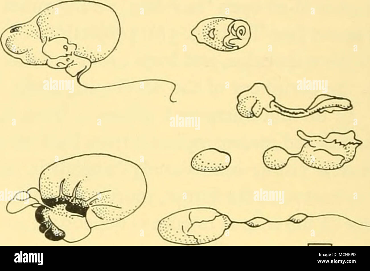 . L cm Text-Bild. 6. Vesikel in uteri von zwei Pubertären Weibchen gefunden. Das Corpus luteum Der ovulation Es gibt Aufzeichnungen von der Durchmesser des Corpus luteum Der ovulation von 59 weiblichen Finnwale. Diese sind in dem vor kurzem Ovulated Klasse von Frauen, die in der Antarktis, die Mehrzahl außerhalb der üblichen Konzeption Zeitraum für die Arten (siehe S. 450). Sie können als Frauen, denen ein scheinbar normal aktiven Corpus luteum in den Eierstöcken charakterisiert werden, in dem aber eine intensive Suche der Gebärmutter konnte ein Fötus zu offenbaren. Prüfung der mittleren Größe der größte Follikel in dieser Gruppe (s. Stockfoto