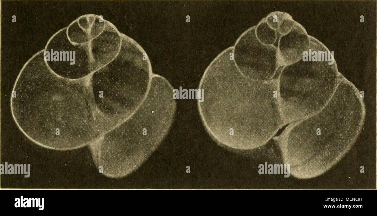 . Abb. 10. Längsschliffe durch die Schale einer Weinbergschnecke. Links ist die Columella noch völlig erhalten, rechts ist sie angeschliffen, so daß ihr innerer Hohlraum deutlich hervortritt. bildet das Periostracum, dasselbe ist von völlig homogener Struktur und rein organischen Ursprungs. Nach innen folgt dann zunächst sterben Stalak - titenschicht, welche stets mehr oder weniger braun gefärbt ist und aus Spießigen, vielfach miteinander anastomosierenden Kalknadeln auf-gebaut erscheint. In ihr lassen sich wieder zwei Lagen unterscheiden, deren Teilchen in Richtung zueinander senkrecht gelagerten Stockfoto